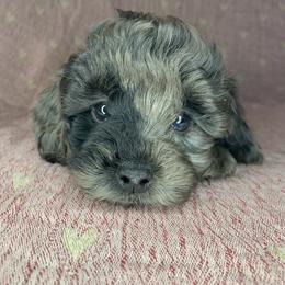 Jovie - Merle female Cockapoo puppy in Bedford, Iowa from Our Father’s Doodles