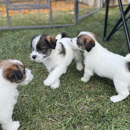 Russell Terrier Puppies from Roger's Russell Terriers