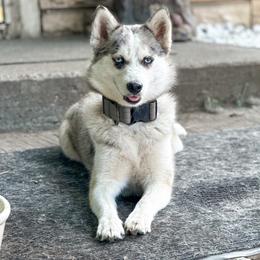 Snazzy - Pomsky
