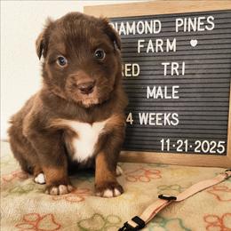 Pink - Red tri-color male Australian Shepherd puppy in Camp Verde, Arizona from Diamond Pines Farm
