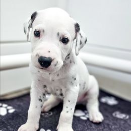Mowgli - White and black male Dalmatian puppy in Gray, Georgia from Fuller Spots
