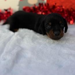 Bobby - Black and tan male Dachshund puppy in Colbert, Oklahoma from Brooke Crenshaw