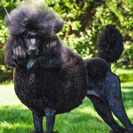 Poodle puppies from Jackalope Poodles
