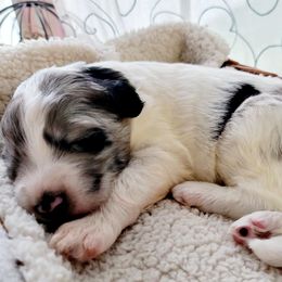 Aussiedoodle Puppies from RiverCity Doodles