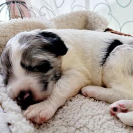 Aussiedoodle Puppies from RiverCity Doodles