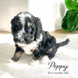 Poppy - Tri-color female Bernedoodle puppy in Huntsville, Alabama from Falcon Ridge Doodles