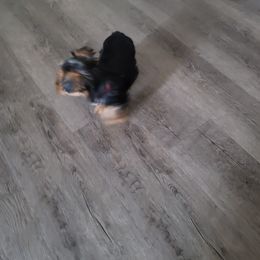 Yorkshire Terrier Puppies from RODS Yorkies