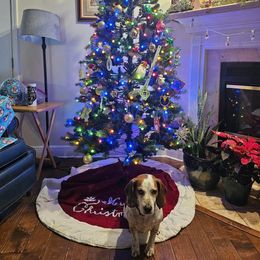 Beagle All Grown Up from Hamptons Ridge Beagles