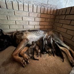 Boy 7 - Sable male German Shepherd puppy in Greenwood, South Carolina from Malone’s Palmetto Puppies