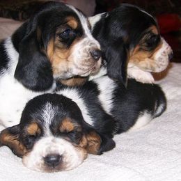 Basset Hounds and Bedlington Terriers from First Class Bassets and Bedlingtons
