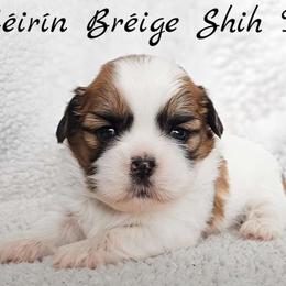 AKC Red & White Parti Male - Red and white male Shih Tzu puppy in Las Vegas, Nevada from Beirin Breige Shih Tzus