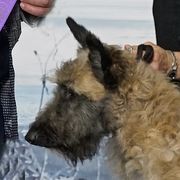 Belgian Laekenois, Dutch Shepherd, and Golden Retriever Puppies from Coswald