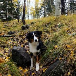 Lilly - Black tri-color female Australian Shepherd puppy in Waddell, Arizona from Winsome Aussies