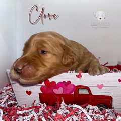 Aussiedoodle and Double Doodle Puppies from Delmarva Regal Doodles