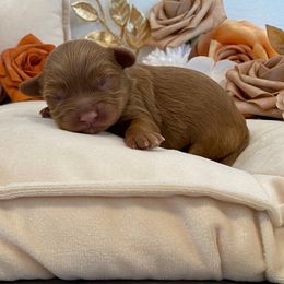 Skipper - Red male Cavapoo puppy in South Jordan, Utah from Lady Paws Puppies - Cassie
