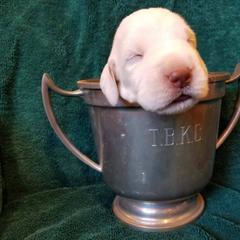 Spinone Italiano Puppies from Stella Del Nord Spinoni Italiani