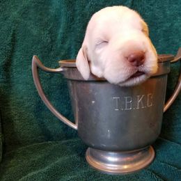 Spinone Italiano Puppies from Stella Del Nord Spinoni Italiani