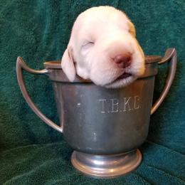 Spinone Italiano Puppies from Stella Del Nord Spinoni Italiani