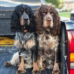 English Springer Spaniels from 45 N Springers