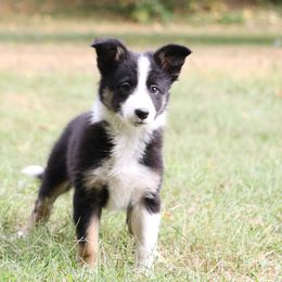 Border Collie, English Setter, and Miniature American Shepherd Puppies from First Harmony Farms