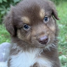 Chippewa - Red tri-color female Australian Shepherd puppy in Eubank, Kentucky from Red Feather Aussies
