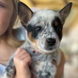 Female 3 - Blue female Australian Cattle Dog puppy in Irvington, Kentucky from Dry Valley’s Australian Cattle Dogs
