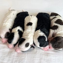 Aussiedoodle Puppies from JK Mini Doodles