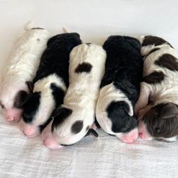 Aussiedoodle Puppies from JK Mini Doodles