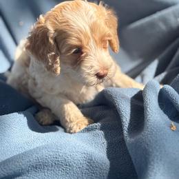 Quartz - Cream male Labradoodle puppy in Somerset, California from Annie’s Animals