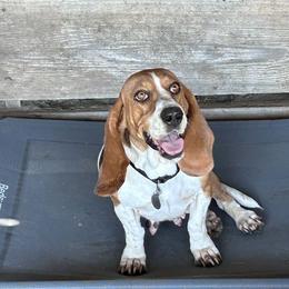 Annie - Basset Hound
