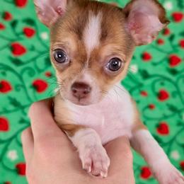 Ivy - Chocolate and white female Chihuahua puppy in West New York, New Jersey from Pixie’s Magical Puppies
