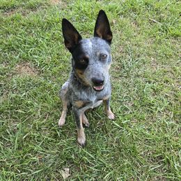 Scooter - Australian Cattle Dog