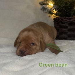 Green Bean - Yellow male Labrador Retriever puppy in Tigard, Oregon from Morrison Labrador Retreivers