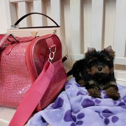 Yorkshire Terrier Puppies from Twilights Yorkies FL