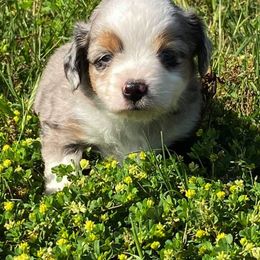 Toy Australian Shepherd Puppies from Baker Ranch Toy Aussies