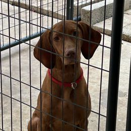 Ruby Roo - Vizsla