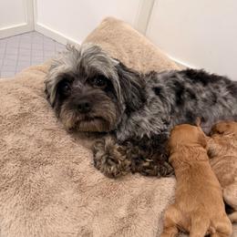 Marbles - Cavapoo
