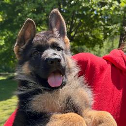 Chanel - Black and red female German Shepherd puppy in Harvard, Illinois from Aus Dem Meer German Shepherds