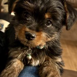 Charlie - Black and tan male Yorkshire Terrier puppy in Bakersfield, California from Yorkie To My Heart