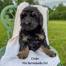 Cinder - Phantom female Bernedoodle puppy in Grove, Oklahoma from Guinn Family Farms
