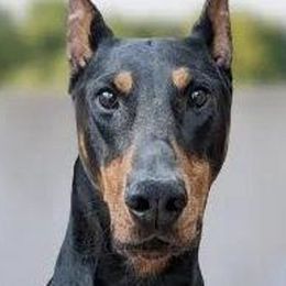 Doberman Pinschers from Tycho's Dobermans