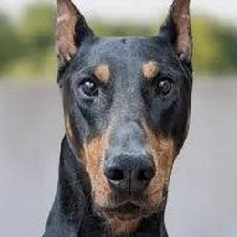 Doberman Pinschers from Tycho's Dobermans