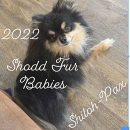 Pax - Pomeranian