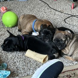 French Bulldog Puppies from Fishie's Frenchies