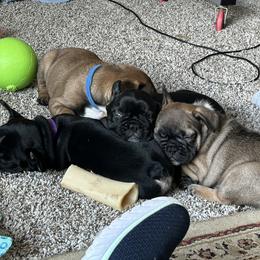 French Bulldog Puppies from Fishie's Frenchies