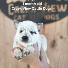 Boy 1 - Blue male Australian Cattle Dog puppy in Monroe, North Carolina from Creek View Cattle Dogs