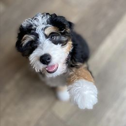 Bernedoodle Puppies from Puptown Bernedoodles