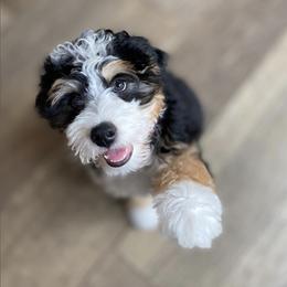 Bernedoodle Puppies from Puptown Bernedoodles