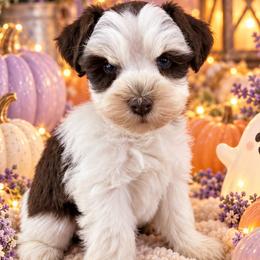 Hazel - Liver female Miniature Schnauzer puppy in Sylvania, Georgia from Southern Sky Miniature Schnauzers
