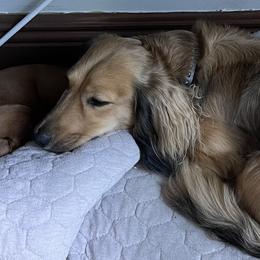 Zeus - Dachshund
